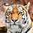 Brugers avatar